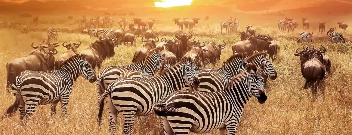 Travel from Mwanza to Serengeti National Park to witness the wildebeest migration