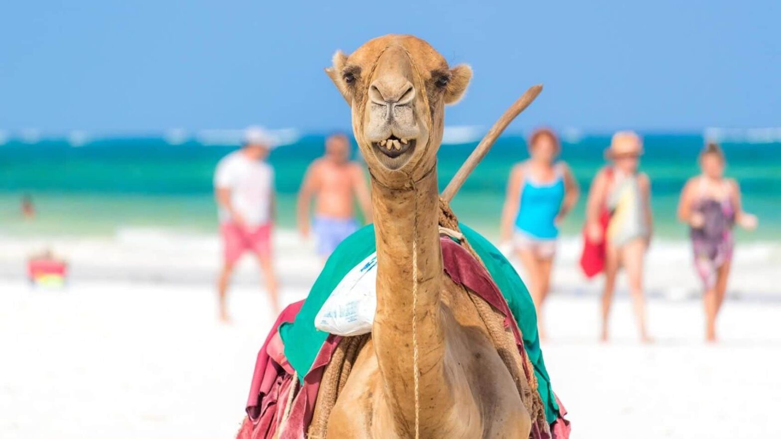 on tailor made holidays Kenya, you can see a camel on the beach like this