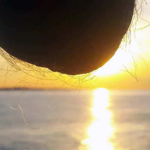 Nutscaping sunset